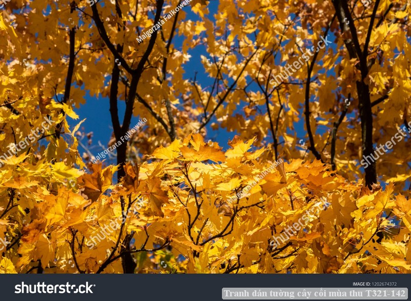 Tranh dán tường cây cối mùa thu T321-142